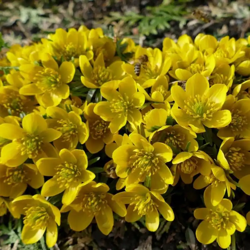 Eranthis tubergenii ‘Sachsengold‘ | Fabrieksprijs