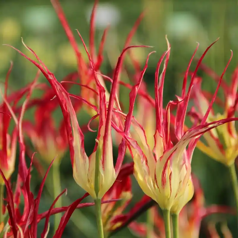 Bestelbaar | Tulipa acuminata