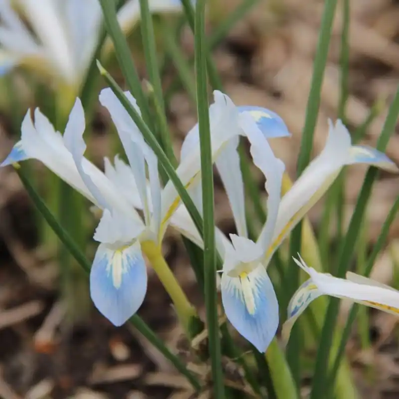 Direct beschikbaar | Iris reticulata ‘Frozen Planet‘
