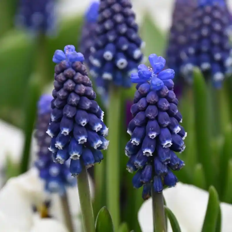 Snelle verzending - Muscari ‘Night Eyes‘