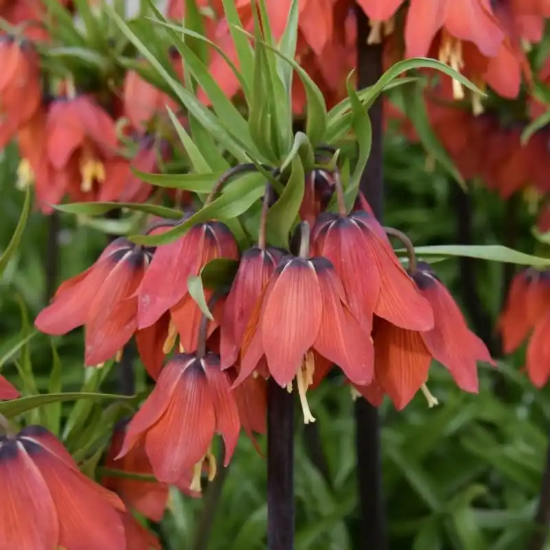 Fritillaria ‘Red Beauty‘ | Wees er snel bij