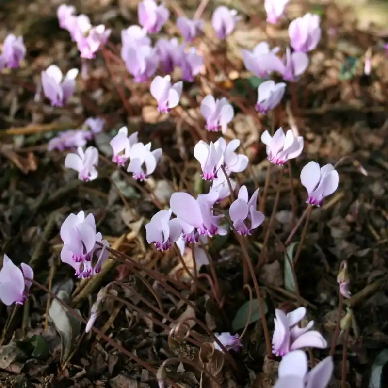 Cyclamen confusum - Topdeal