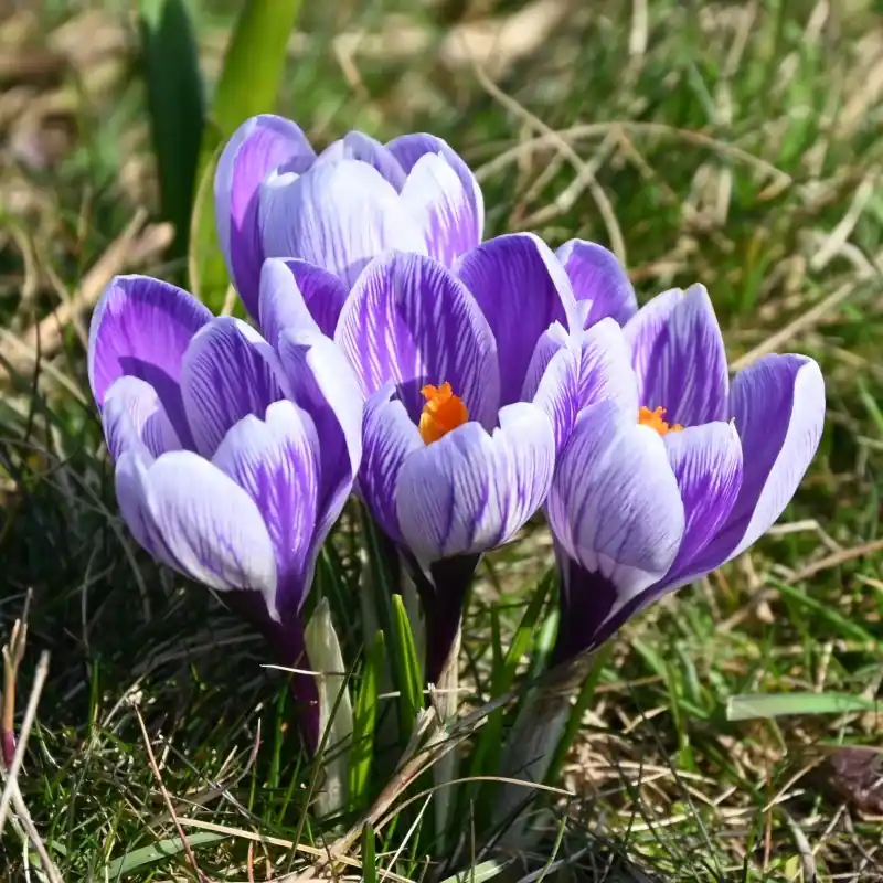 Veilig winkelen - Crocus vernus ‘Striped Beauty‘