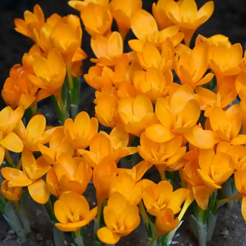 Crocus gargaricus - Aanrader