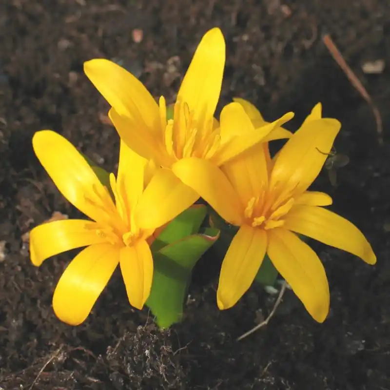 Colchicum luteum | Superprijs