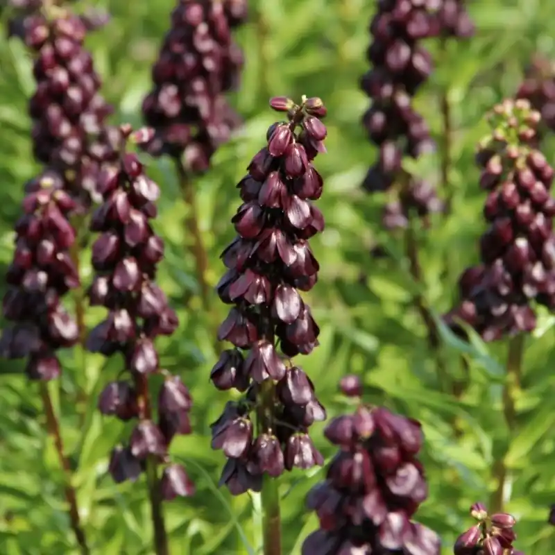 Fritillaria persica ‘Purple Dynamite‘ | Sale