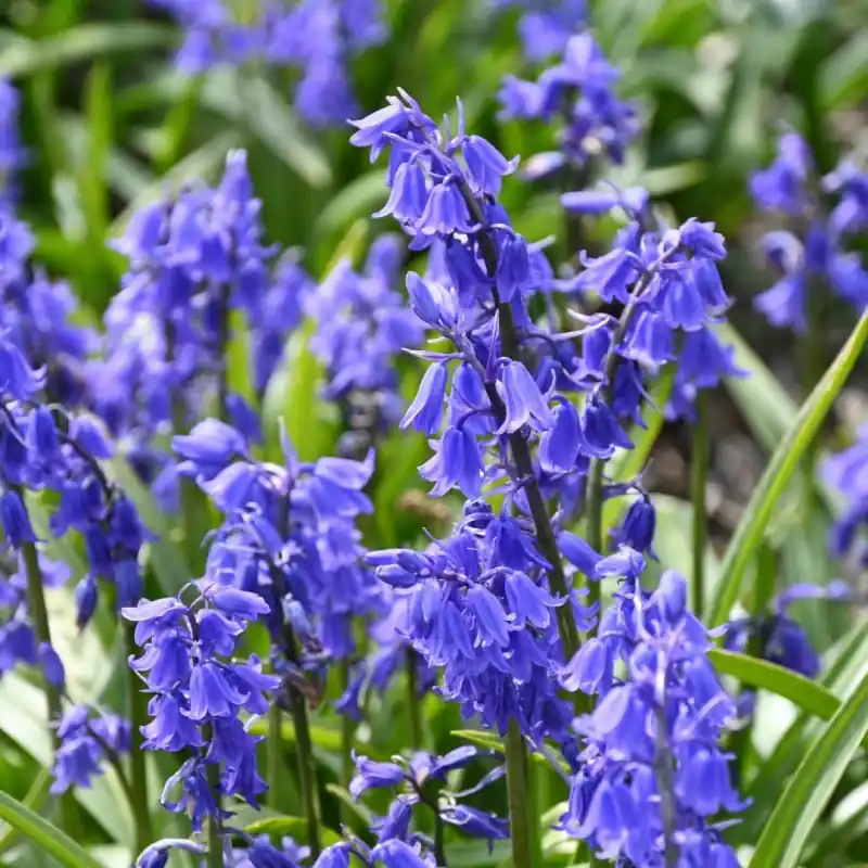 Direct leverbaar - Hyacinthoides hispanica ‘Bakkum‘s Blue‘