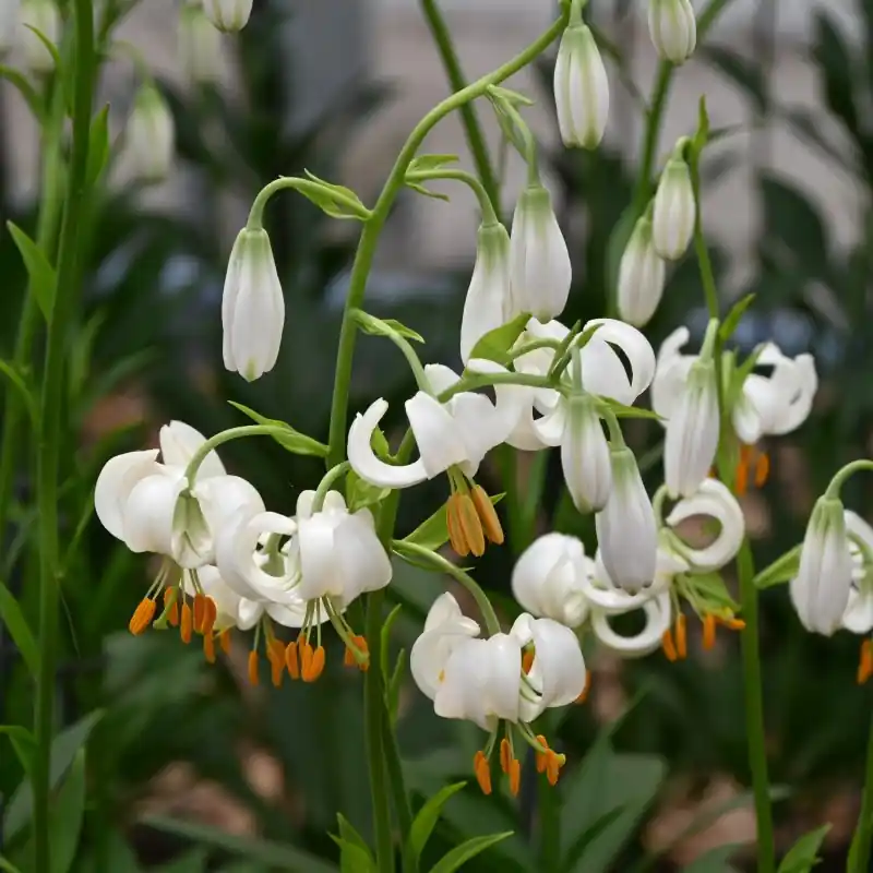 Veilig betalen - Lilium martagon ‘Snowy Morning‘