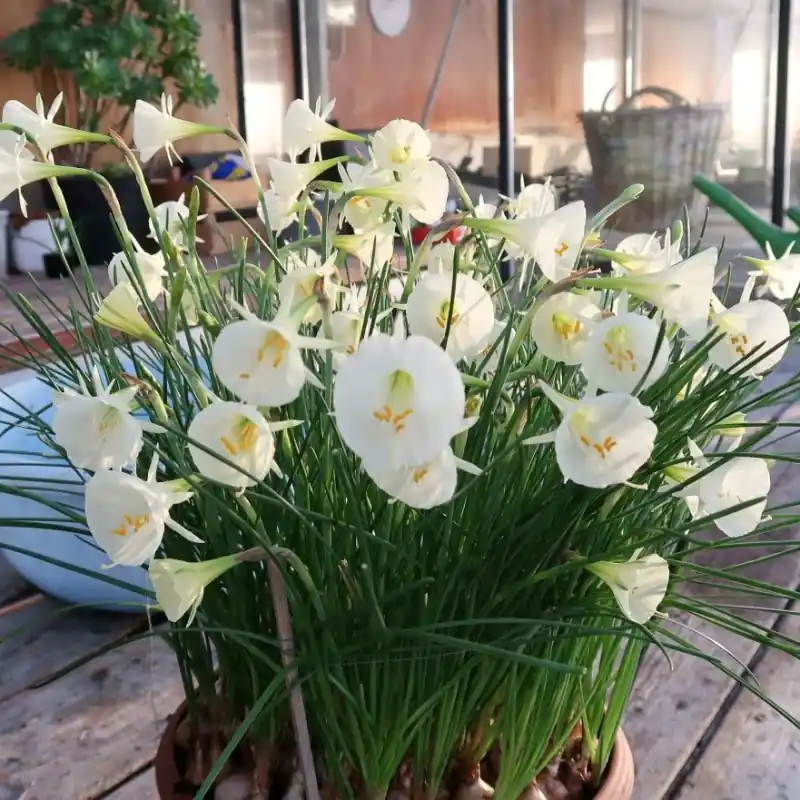 Narcissus ‘Arctic Bells‘ - Veilige betaling