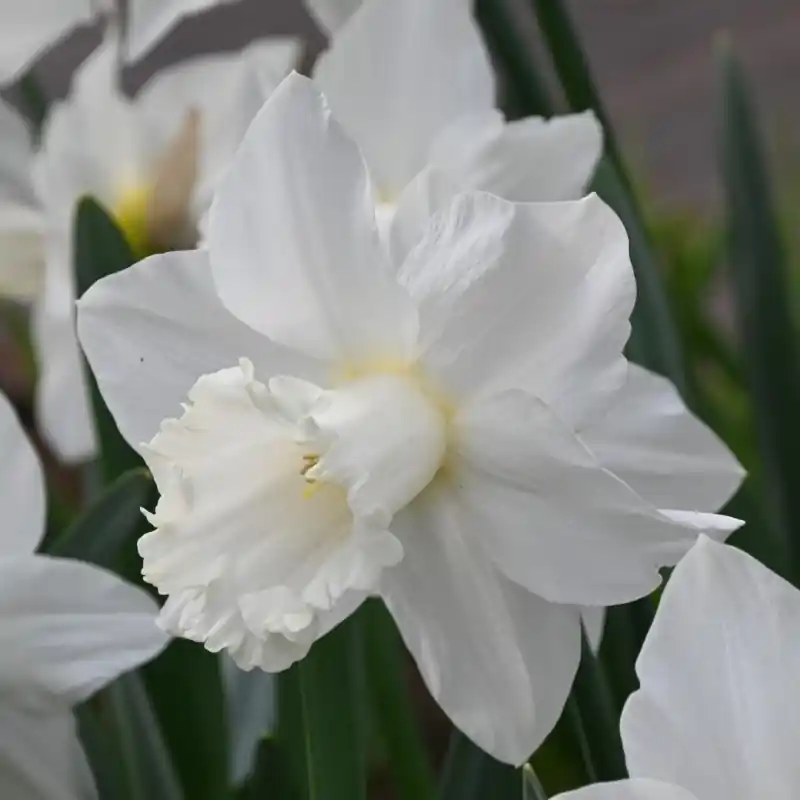 Narcissus ‘White Plume‘ - Gratis retourneren