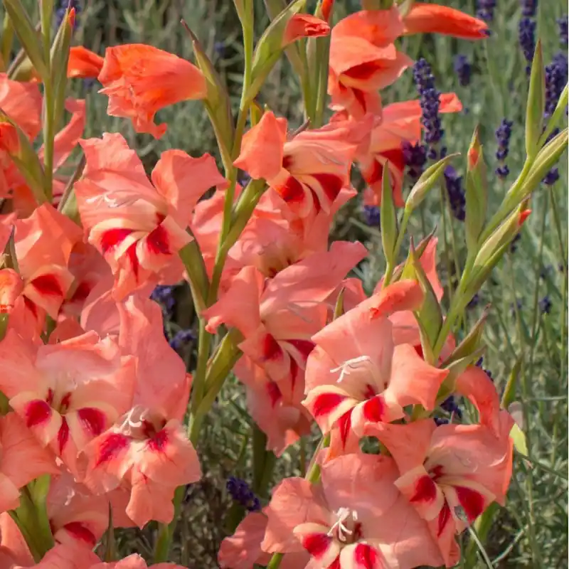 Veel gekozen | Gladiolus nanus ‘Nathalie‘
