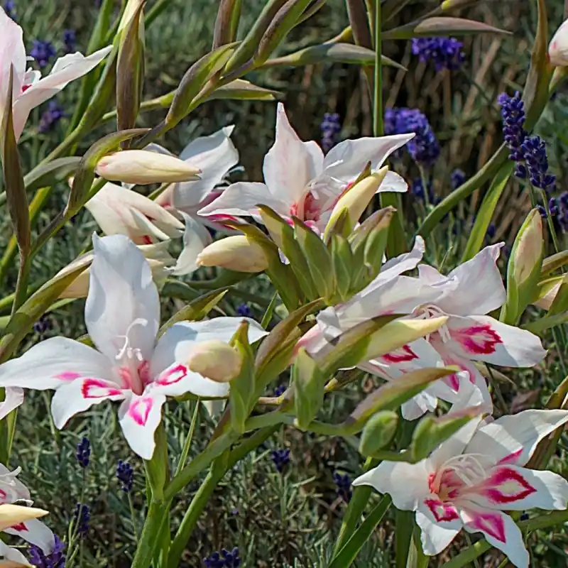 Gladiolus nanus ‘Nymph‘ - Bestelbaar