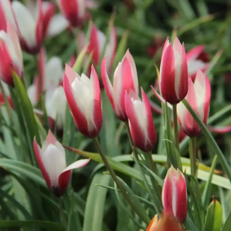 Direct leverbaar | Tulipa clusiana ‘Lady Jane‘