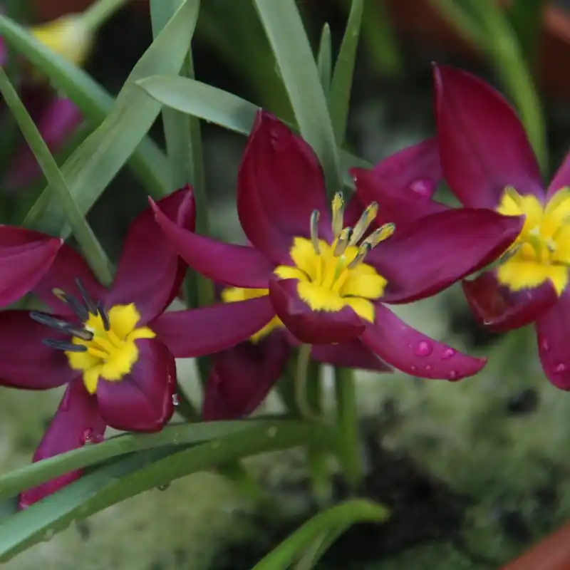 Tulipa humilis ‘Odalisque‘ - Aanbieding