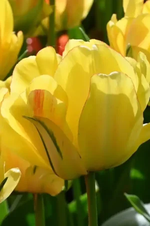Zolang de voorraad strekt - Tulipa ‘Akebono‘