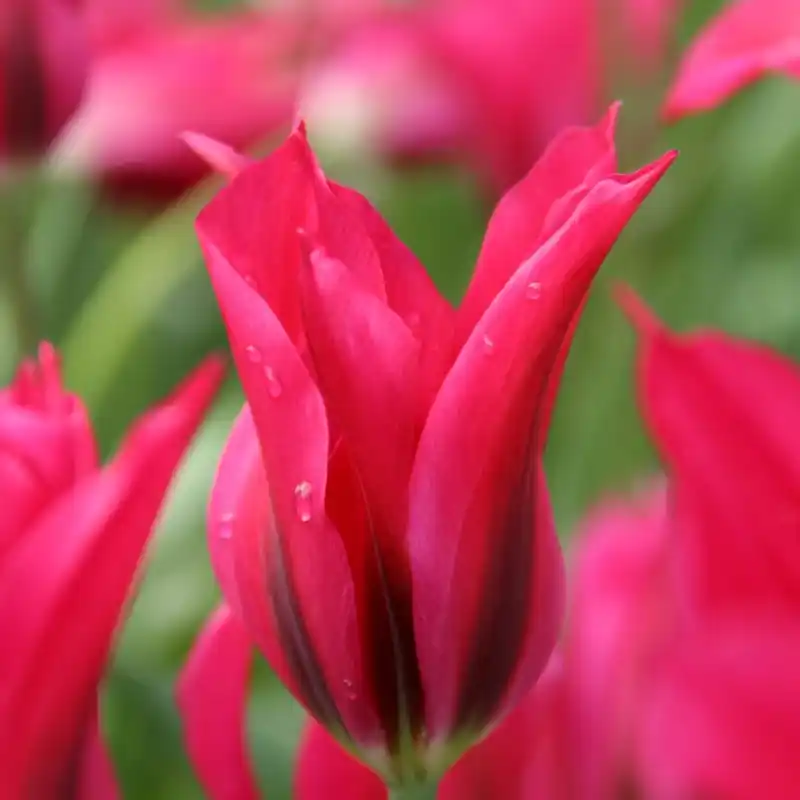 Topkwaliteit | Tulipa ‘Doll‘s Minuet‘