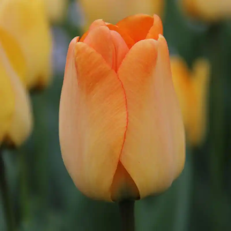 Tulipa ‘Daydream‘ - Prijs verlaagd
