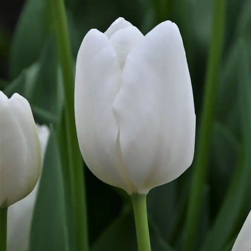 Op = op - Tulipa ‘Hakuun‘