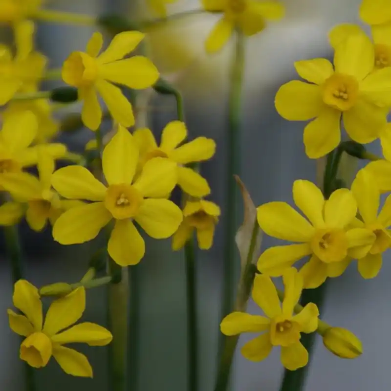 Professionele kwaliteit - Narcissus willkommii
