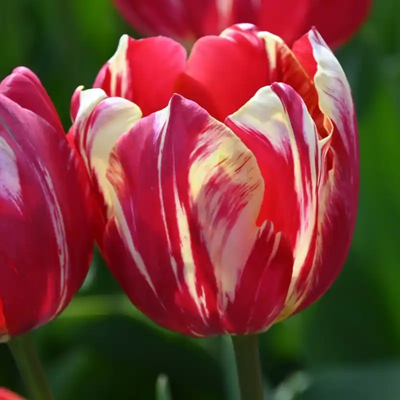 Laatste kans | Tulipa ‘Graaf van Buren‘