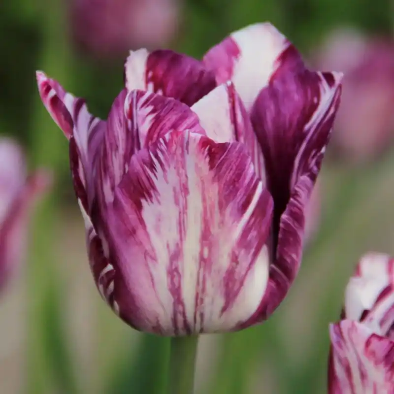 Extra voordeel | Tulipa ‘Gipsy Girl‘