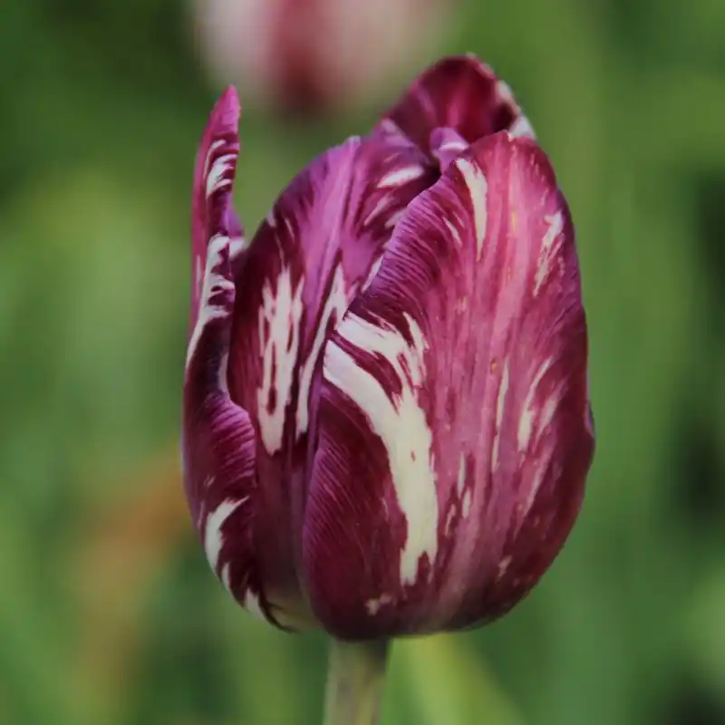 Tulipa ‘Charles Le Brun‘ -broken- - Bespaar meer
