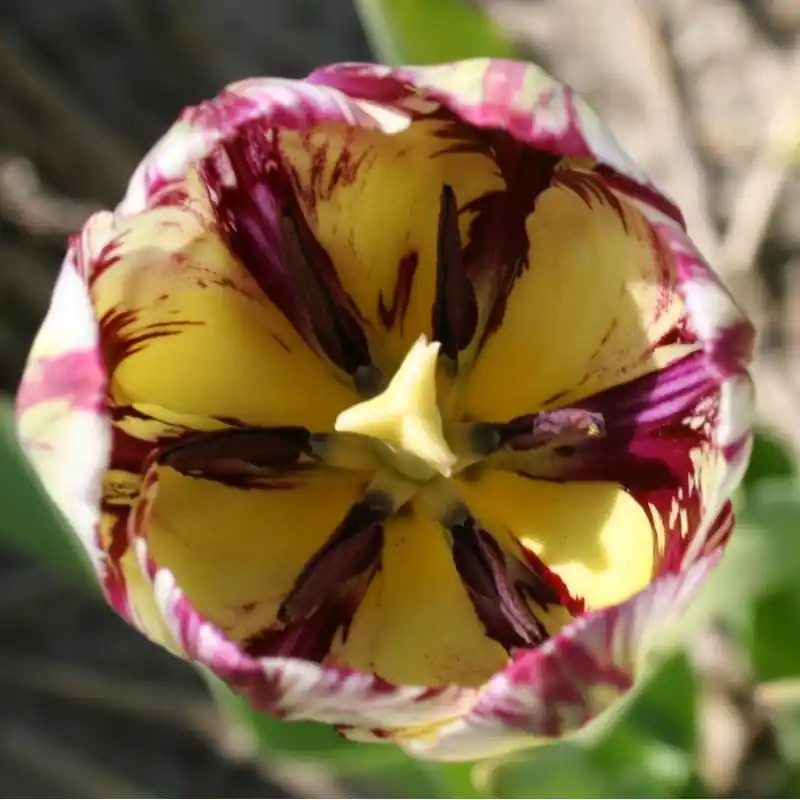 Tulipa ‘May-Blossom‘ -broken- - Laatste stuks