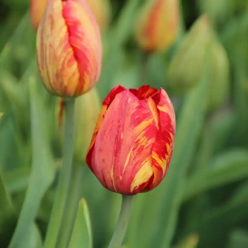 Erg populair - Tulipa ‘Rubens‘ -broken-
