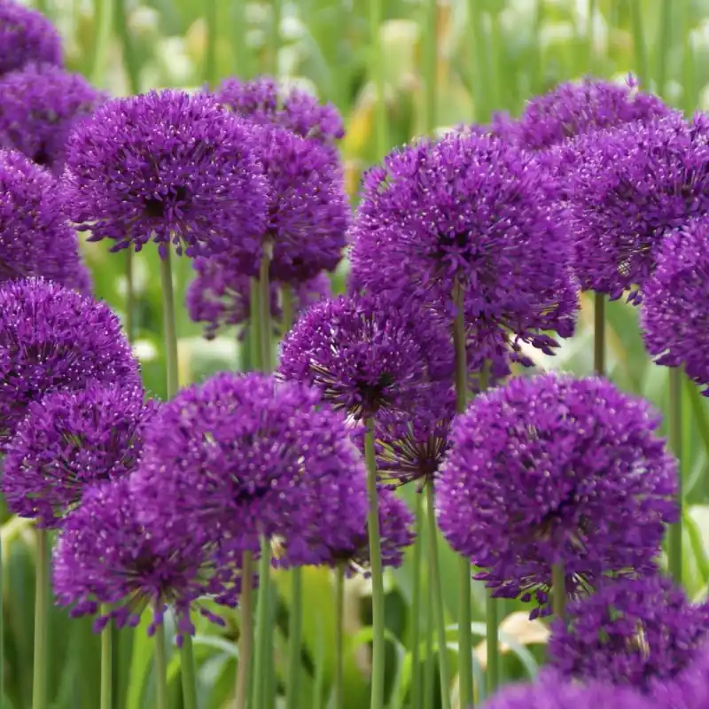Nog maar een paar beschikbaar - Allium ‘Purple Sensation‘ -grootverbruik-