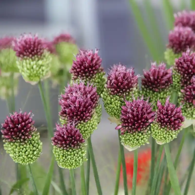 Allium sphaerocephalon -grootverbruik- | Actie