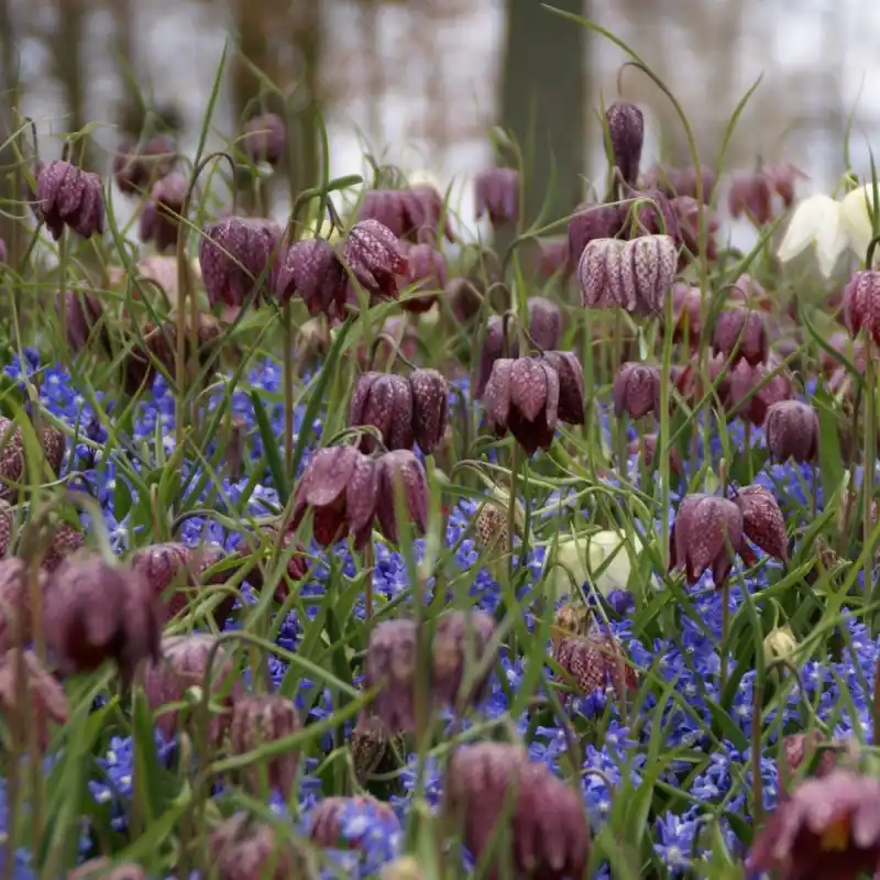 Professionele kwaliteit | Fritillaria meleagris -grootverbruik-