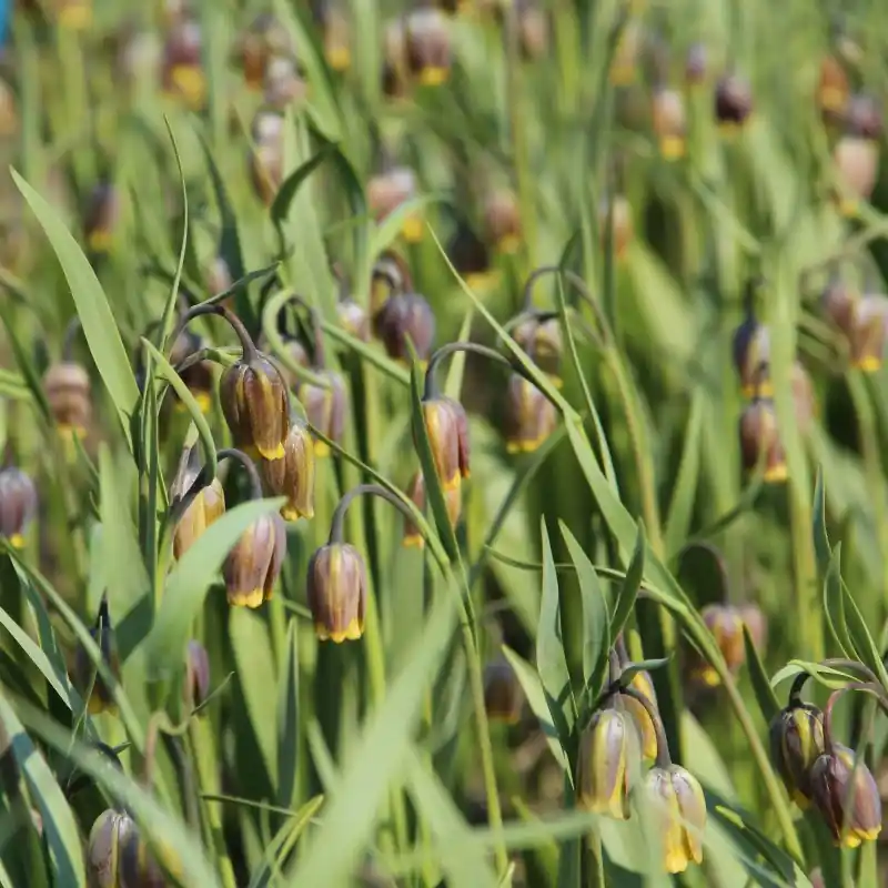 Nieuw binnengekomen - Fritillaria uva-vulpis -grootverbruik-