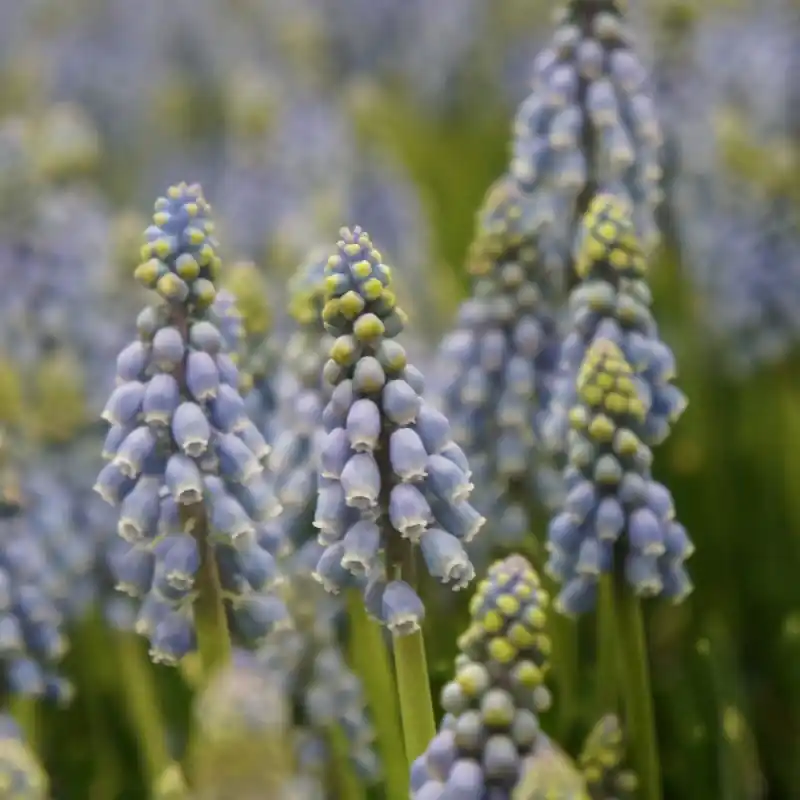 Outlet - Muscari armeniacum -grootverbruik-
