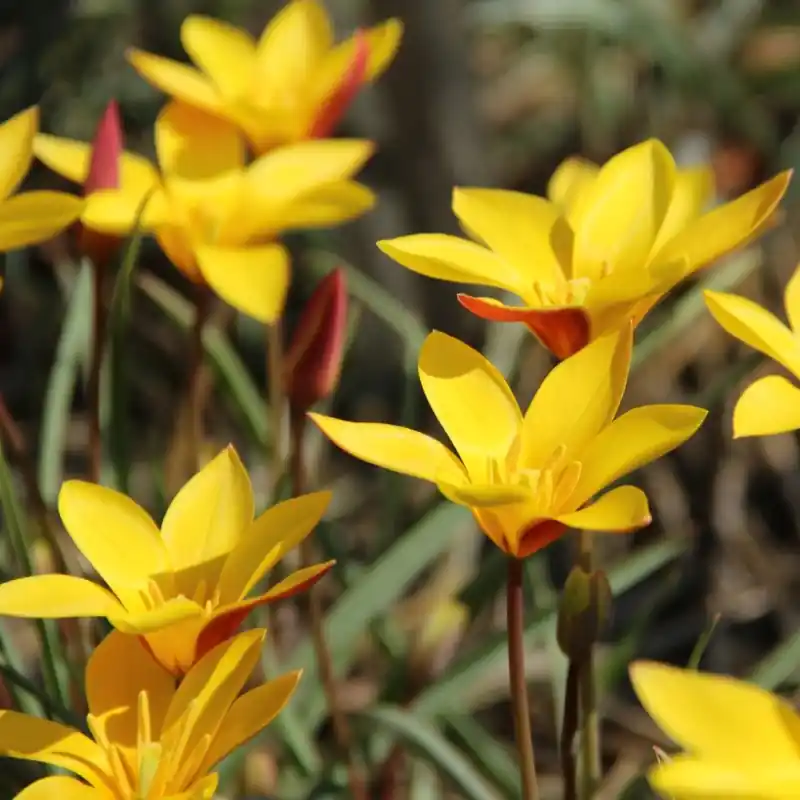 Tulipa clusiana var. chrysantha -grootverbruik- | Bestel nu