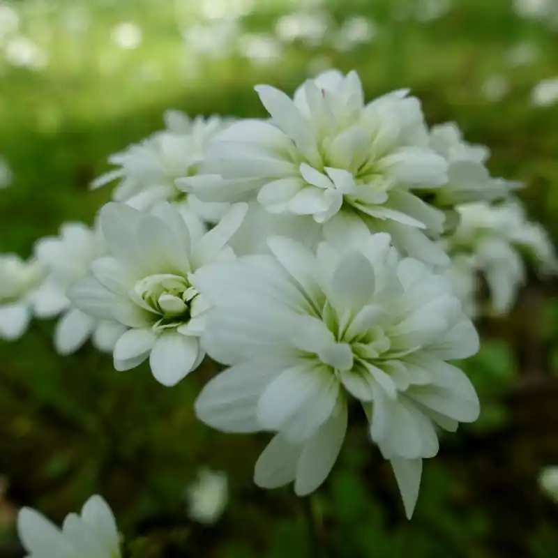Profiteer nu - Saxifraga granulata ‘Plena‘