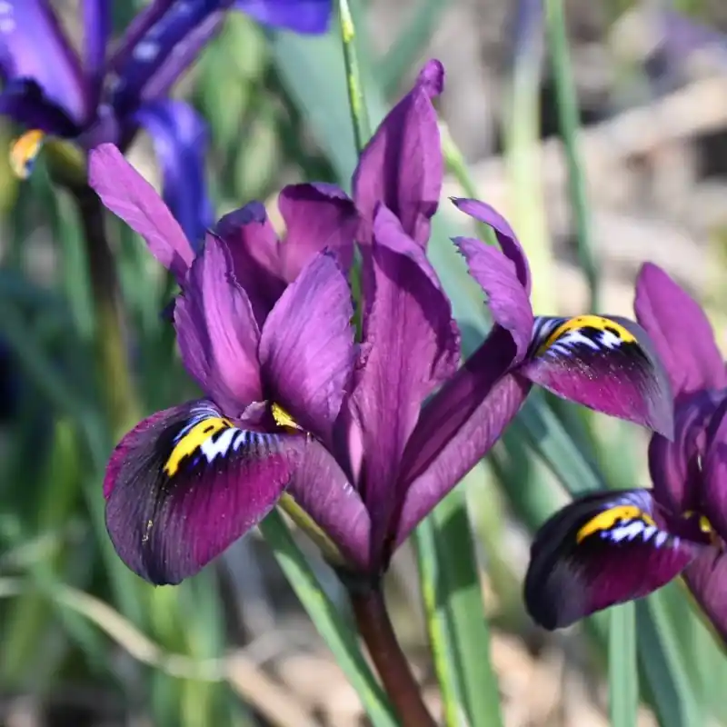 Topkwaliteit - Iris reticulata ‘Purple Hill‘