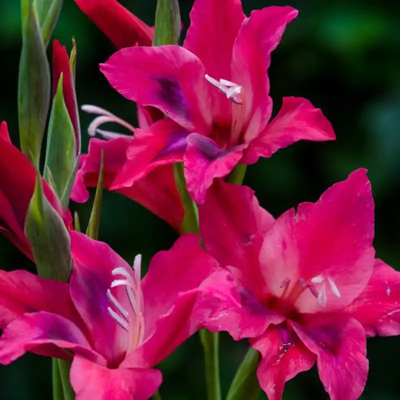 Topproduct - Gladiolus nanus ‘Vulcano‘