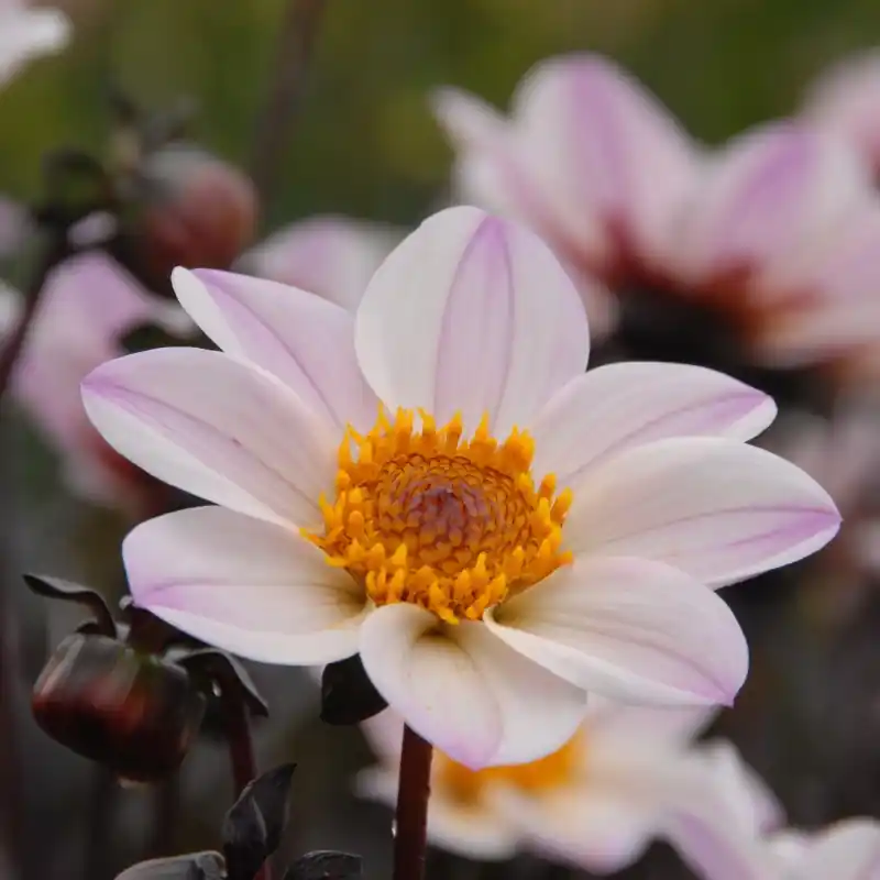 Dahlia ‘Happy Single Princess‘ ® | Hoge kwaliteit