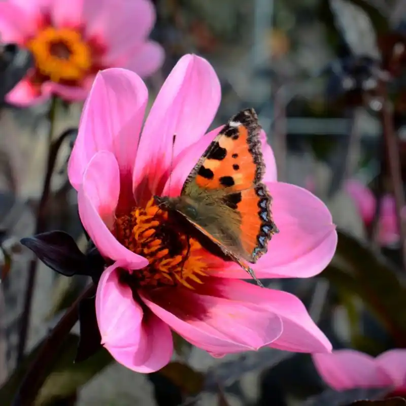Nieuw in de shop | Dahlia ‘Happy Single Wink‘ ®