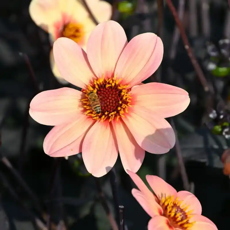 Nog maar een paar beschikbaar - Dahlia ‘Happy Single First Love‘ ®