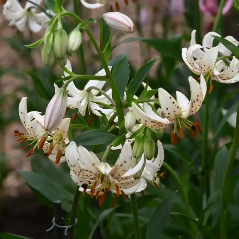 Lilium martagon ‘Albi Morning‘ - Beperkte voorraad