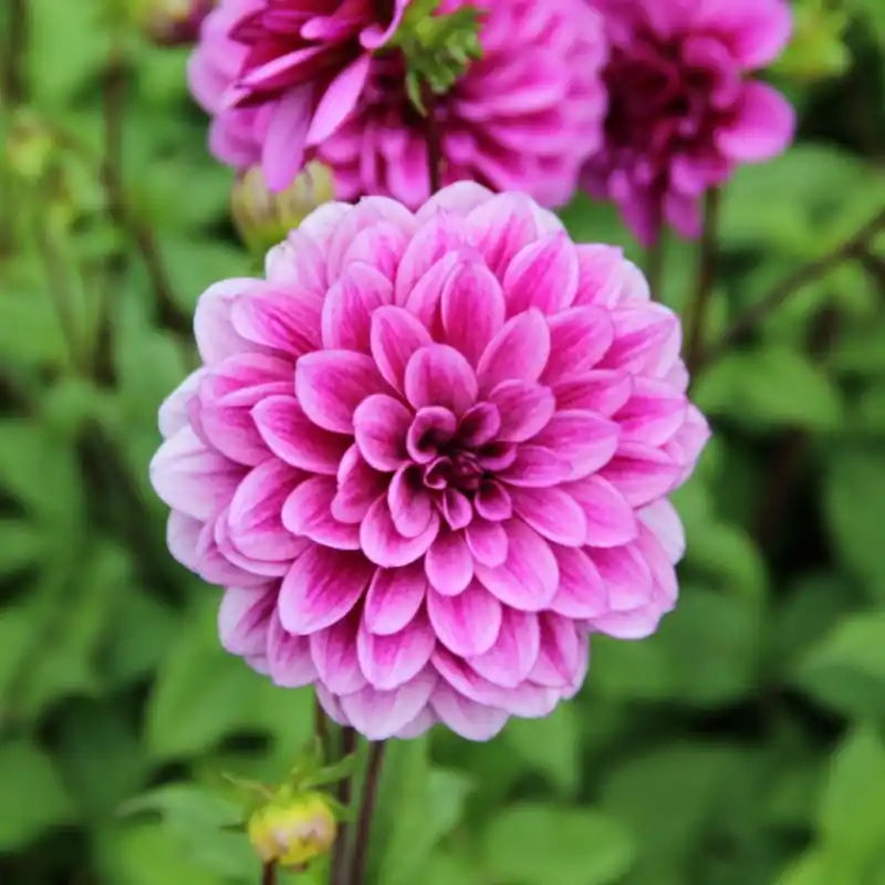 Opruiming - Dahlia ‘Blue Bell‘