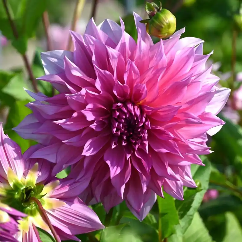 Dahlia ‘Café au Lait Rosé‘® | Op voorraad