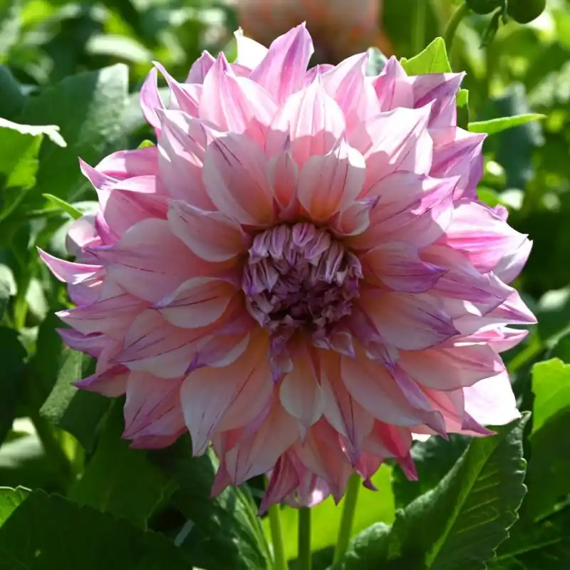 Dahlia ‘Café au Lait Royal‘ - Topproduct