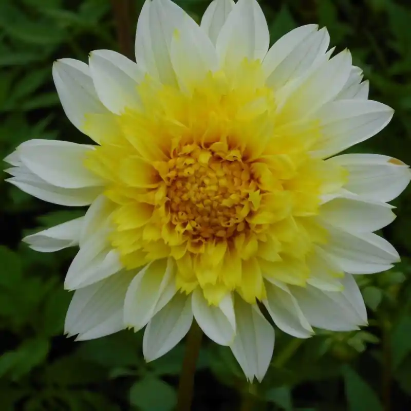 Dahlia ‘Freya‘s Paso Doble‘ | Nog enkele stuks
