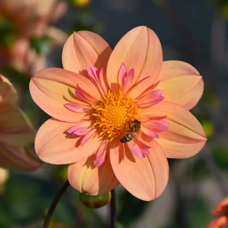 Dahlia ‘Kelsey Annie Joy‘ - Uitverkoop