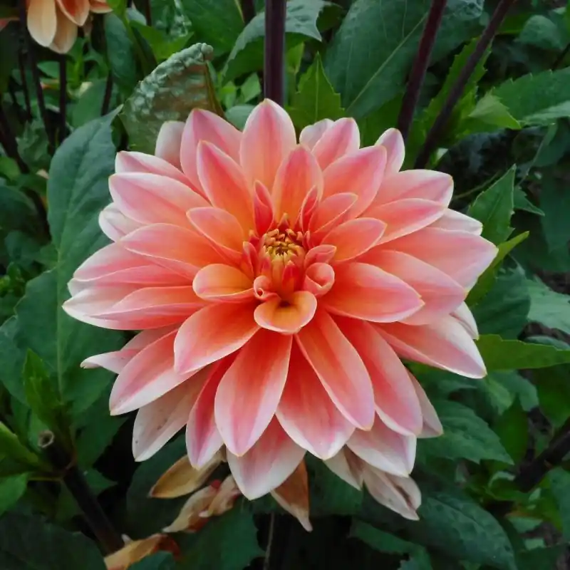 Dahlia ‘Mister Frans‘ | Tijdelijk aanbod