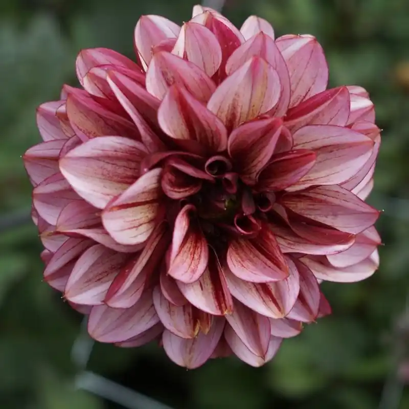 Aanrader | Dahlia ‘Senior‘s Hope‘
