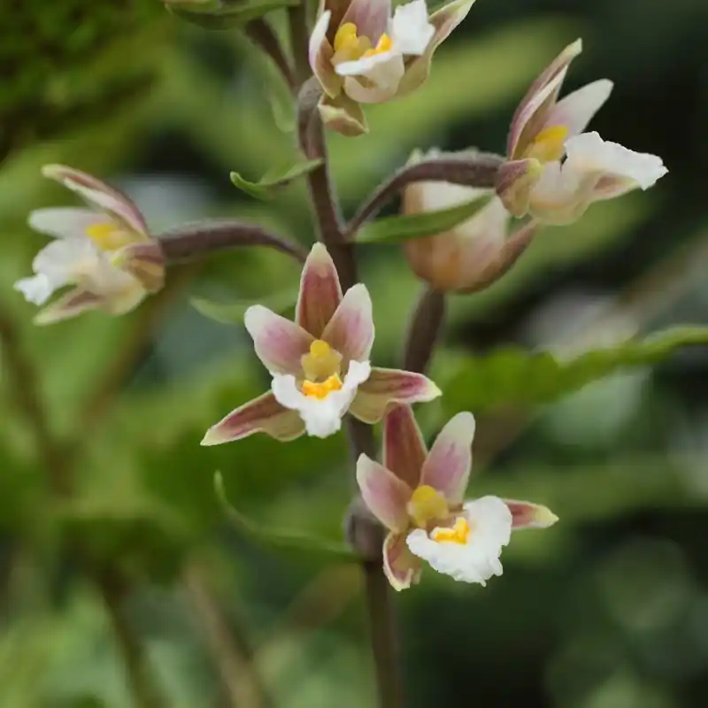 Epipactis palustris - Direct van de fabrikant