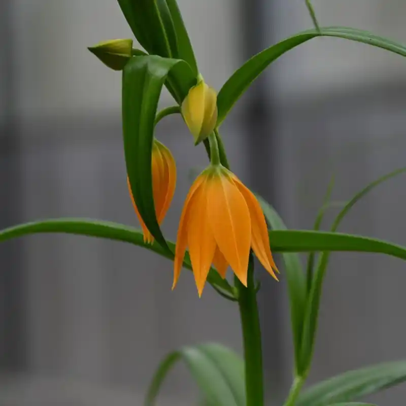 Gloriosa modesta | Nieuw in de shop